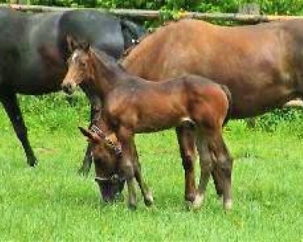 horse HF v. Danone - Werther - Brentano (Hanoverian, 2006, from Danone 4)