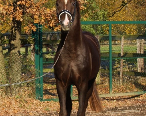 horse Dr. Romancier (Oldenburg, 2013, from Dr. Jackson D)