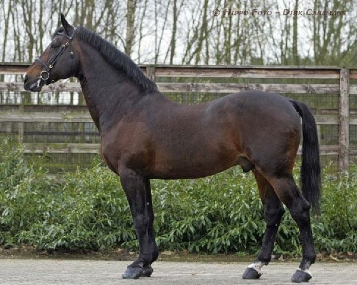 stallion Darco (Belgian Warmblood, 1980, from Lugano van La Roche)