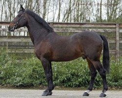 stallion Darco (Belgian Warmblood, 1980, from Lugano van La Roche)