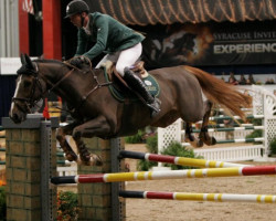 jumper Manneken du Coty (Selle Français, 2000, from Darco)