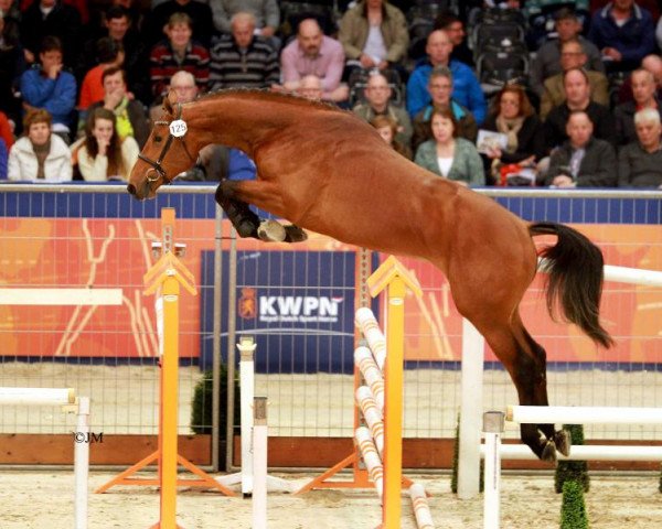 stallion Davenport VDL (Holsteiner, 2011, from Diamant de Semilly)