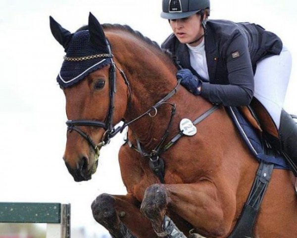 Springpferd Cash 194 (KWPN (Niederländisches Warmblut), 2007, von Jimtown)