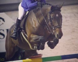 jumper Inch Allah DB (Belgian Warmblood, 2008, from Panys de Ste Hermelle)