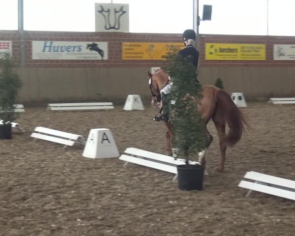 Reitturnier Lembeck 2019