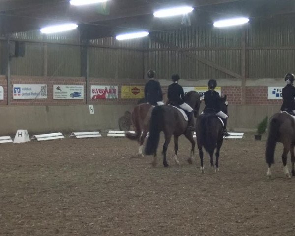 Reitturnier Lembeck 2019