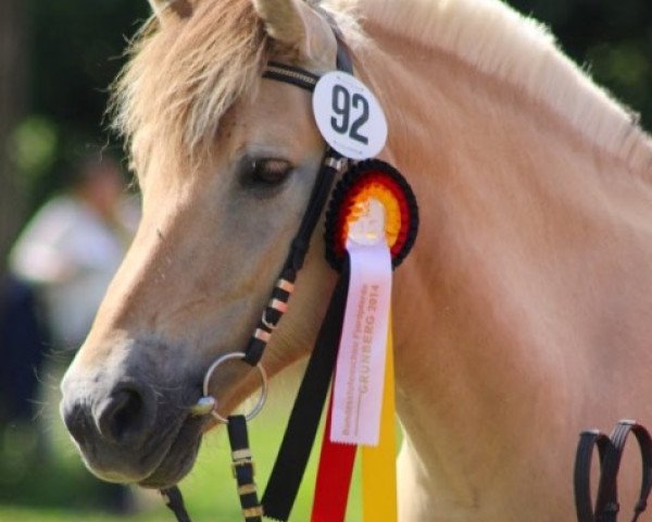 broodmare Lavinia (Fjord Horse, 2001, from Kvest Halsnæs)