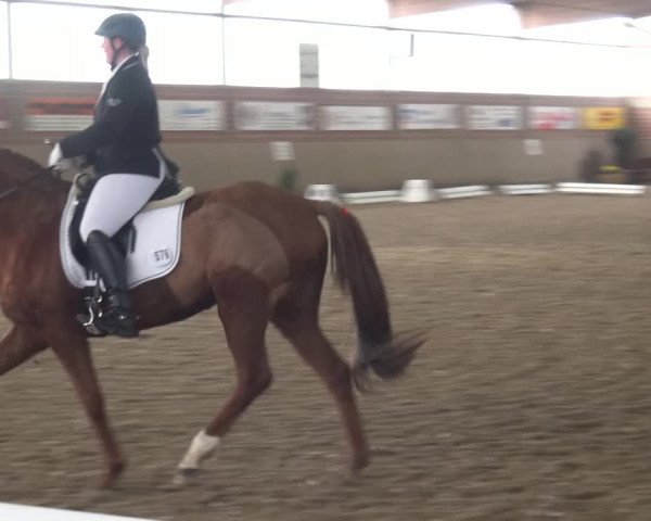Reitturnier Lembeck 2019