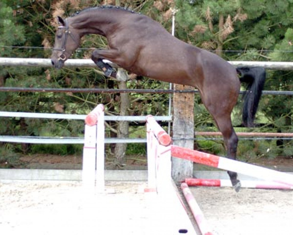 horse Cally III R (Belgian Warmblood, 2002, from Darco)