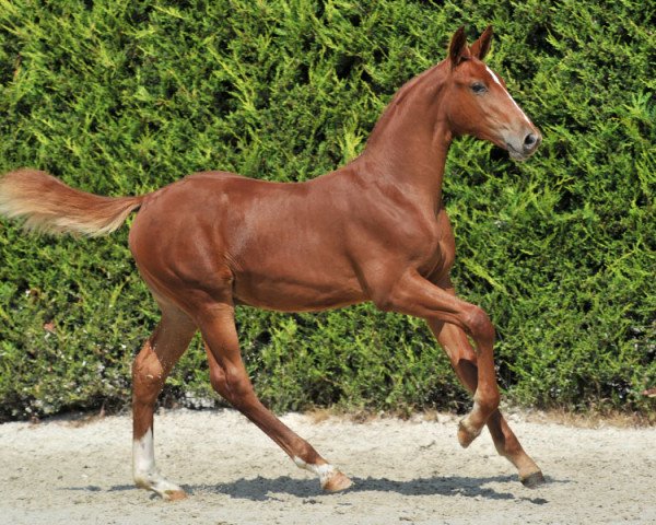 jumper Mandoro P (Belgian Warmblood, 2012, from Emerald van 't Ruytershof)