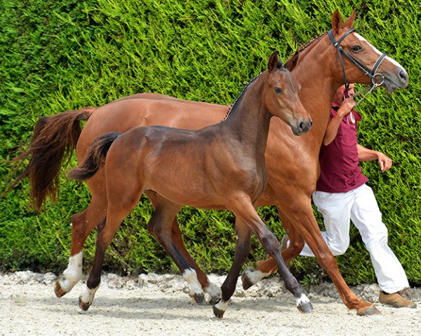 dressage horse Nero P (Brandenburg, 2013, from I'm Special de Muze)
