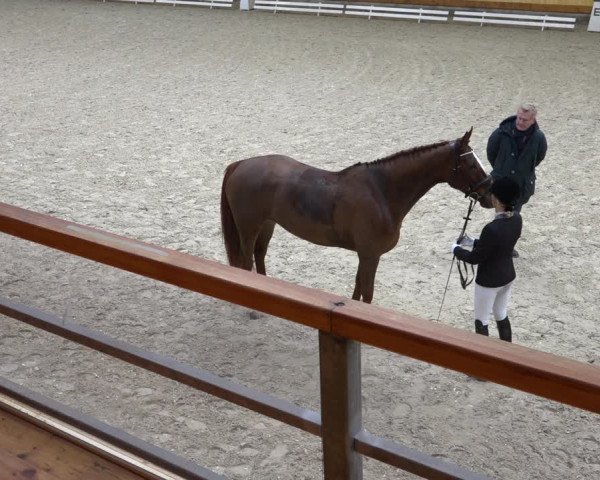 Reitturnier Hamburg-Friedrichshulde/Sylva Kuhrt 2021