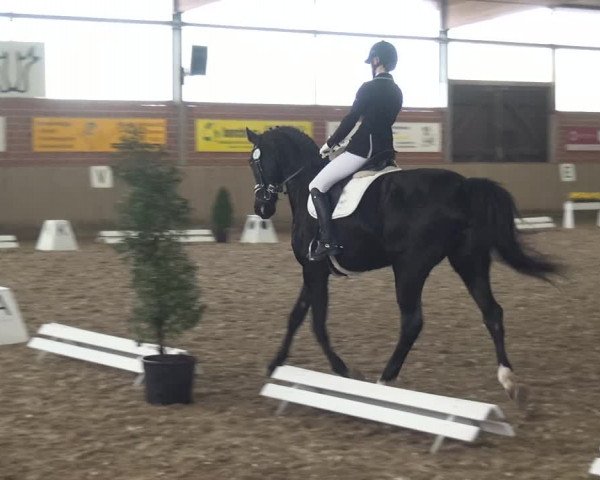 Reitturnier Lembeck 2019