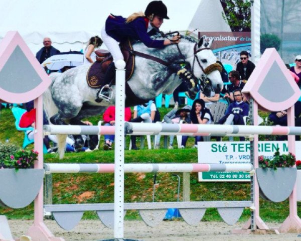 jumper Vaisko des Chenaux (anglo european sporthorse, 2009, from Quool du Gouet)