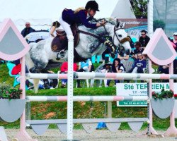 jumper Vaisko des Chenaux (anglo european sporthorse, 2009, from Quool du Gouet)