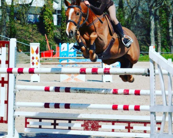 jumper Tango de May (French Pony, 2007, from Linaro)
