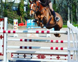 jumper Tango de May (French Pony, 2007, from Linaro)