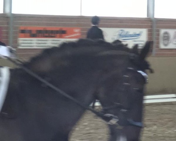 Reitturnier Lembeck 2019