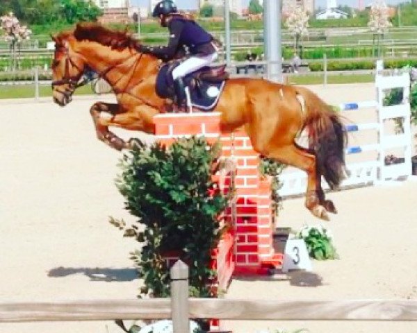 Springpferd La Grander (Tschechisches Warmblut, 2003, von G And C Lagran)