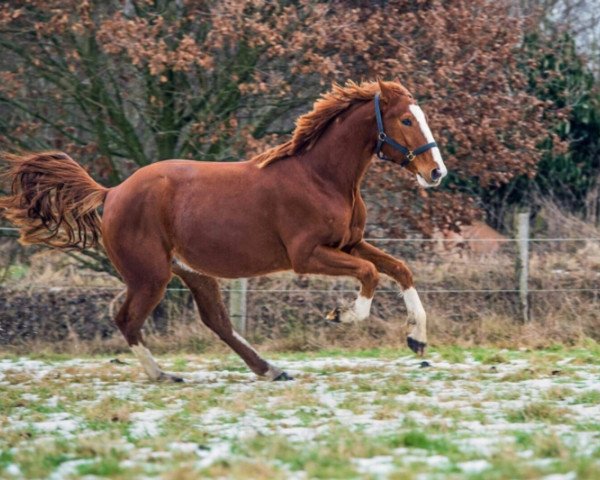 Pferd Murmel (Rheinländer, 2013, von Equistro)
