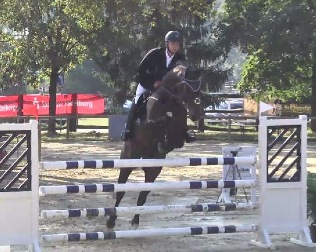 Cavalo de saltos Augustin 18 (Bayer, 2008, de Acolydor)