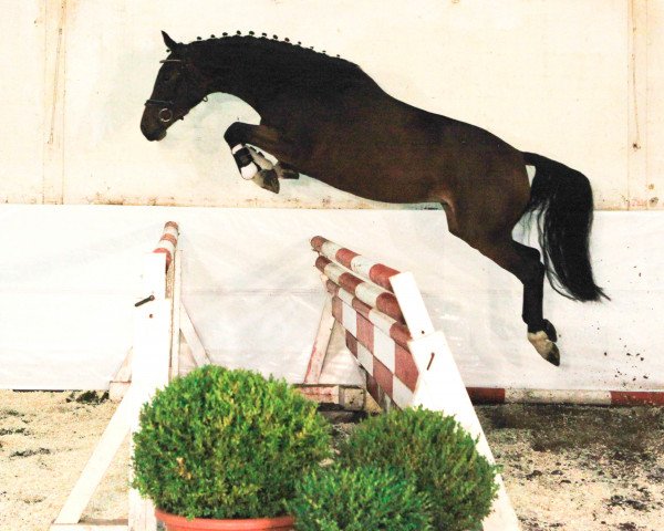 Pferd Gracia G (Hannoveraner, 2013, von Grey Top)