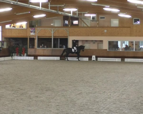Reitturnier Dettingen 2019