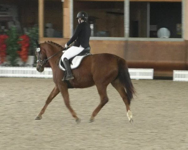 Reitturnier Dettingen 2019