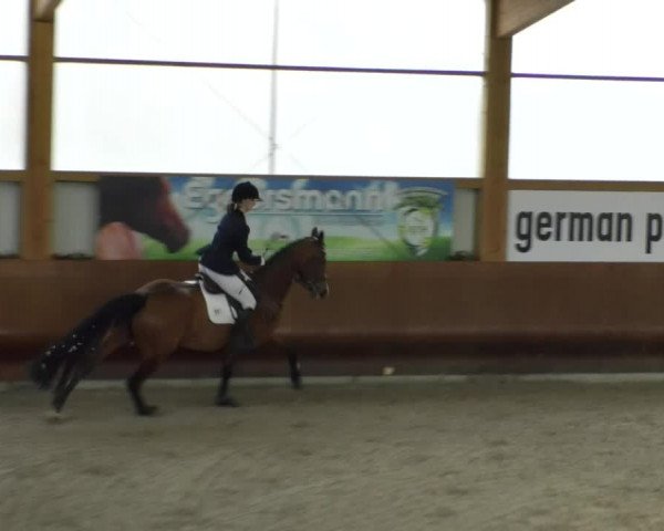 Reitturnier Dettingen 2019