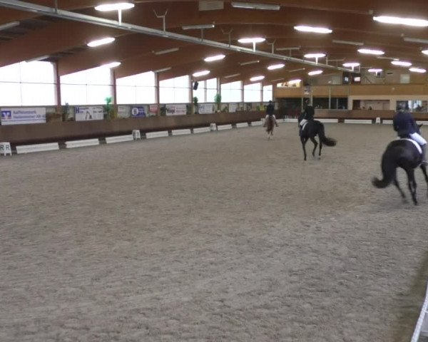 Reitturnier Dettingen 2019