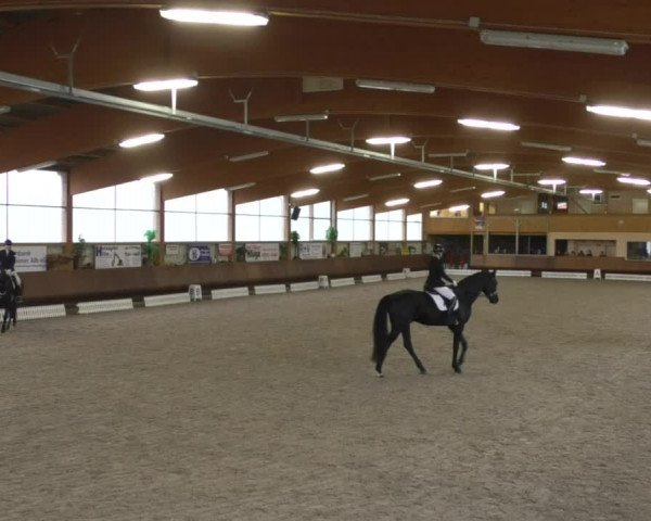 Reitturnier Dettingen 2019