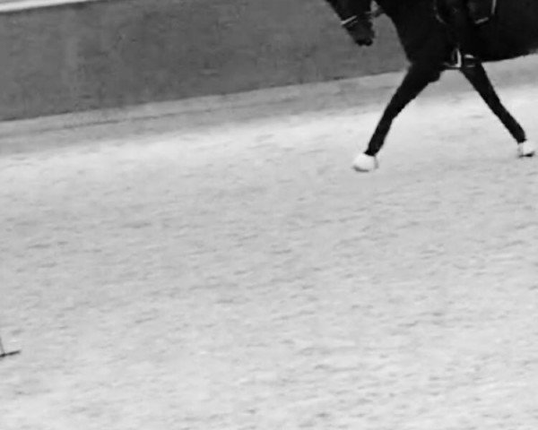 dressage horse Bandolero 53 (Hanoverian, 2009, from Benetton Dream FRH 1301)