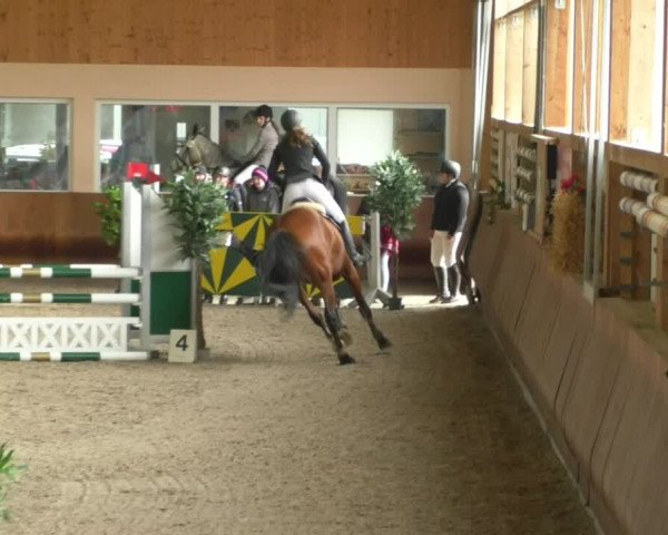 Reitturnier Dettingen 2019