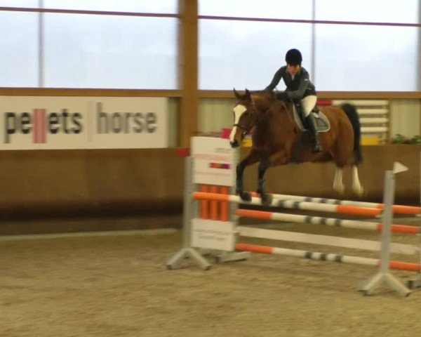 Reitturnier Dettingen 2019