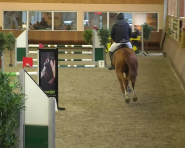 Reitturnier Dettingen 2019