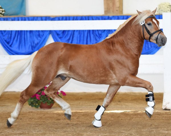 jumper Alamo (3,03% ox) (Edelbluthaflinger, 2013, from Alabaster B)