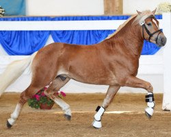 Springpferd Alamo (3,03% ox) (Edelbluthaflinger, 2013, von Alabaster B)