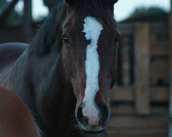 Springpferd Sir Henry (Holsteiner, 2002, von Charisma) Springpferd Sir Henry (Holsteiner, 2002, von Charisma)