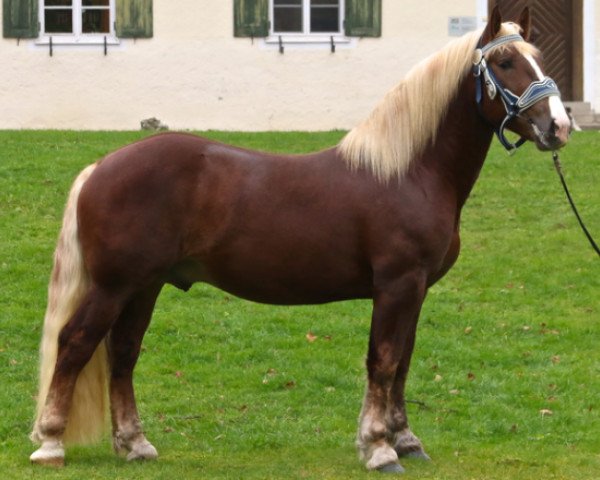 stallion Schöffau (South German draft horse, 2013, from Sribery)