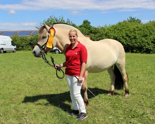 broodmare Gjonna (Fjord Horse, 2013, from Mr. Tveiten N.2591)