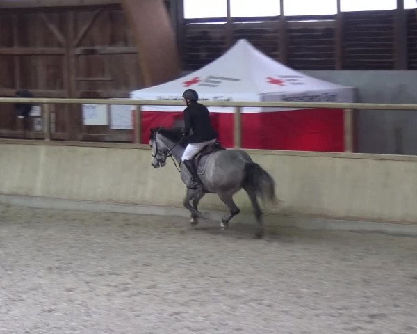 Reitturnier Heidelberg-Kirchheim 2019