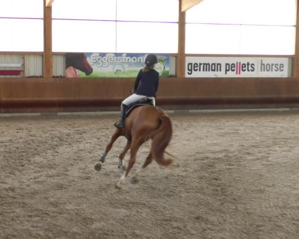 Reitturnier Dettingen 2019