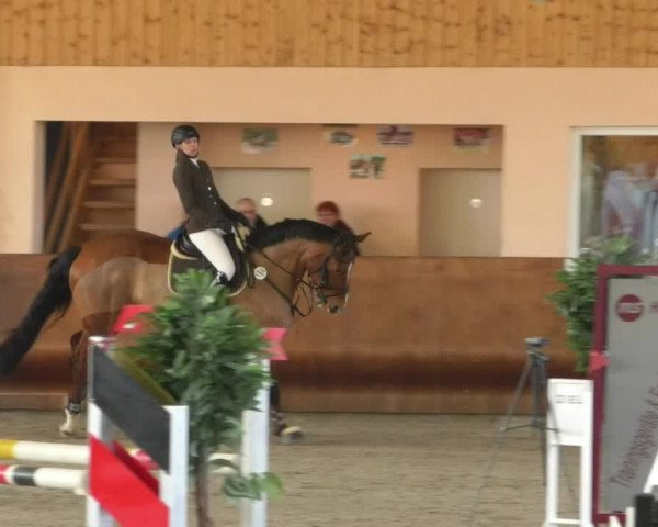 Reitturnier Dettingen 2019