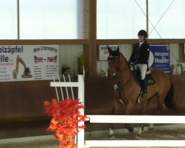 Reitturnier Dettingen 2019