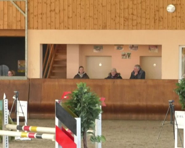 Reitturnier Dettingen 2019