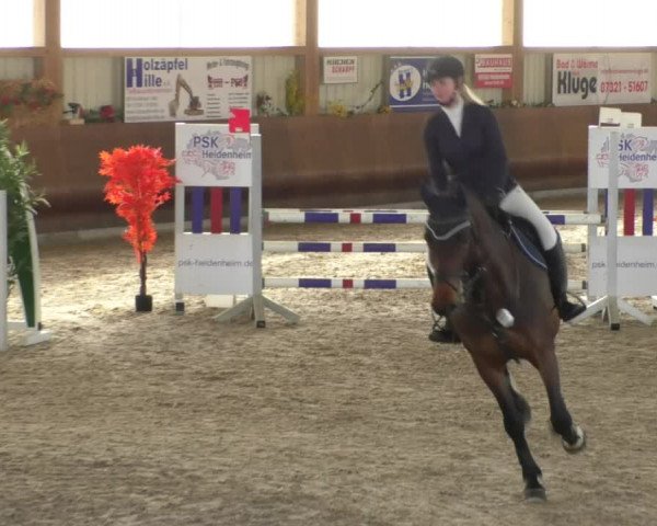 Reitturnier Dettingen 2019