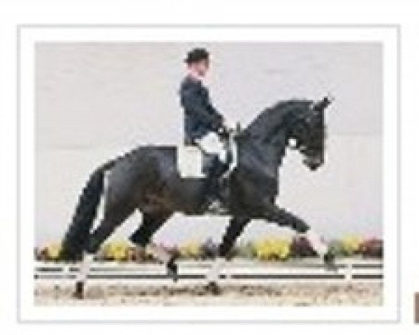 horse Royal Baltic (Oldenburg, 2005, from Royal Olymp 142 FIN)