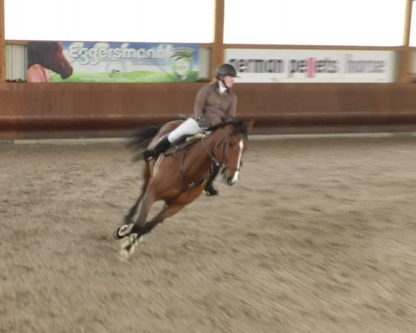 Reitturnier Dettingen 2019