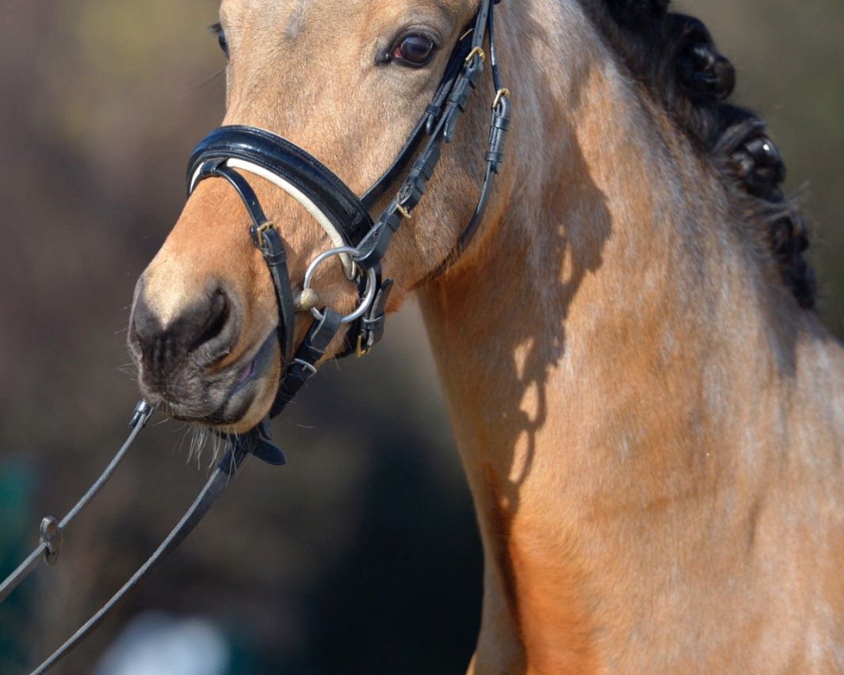 stallion Gitano Classic (German Riding Pony, 2014, from Going East)