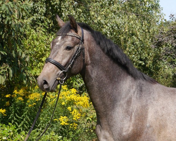 horse Cranich (Oldenburg show jumper, 2013, from Calido I)